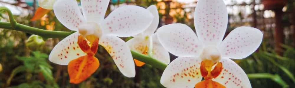 Orquídeas que gostam de sol 3