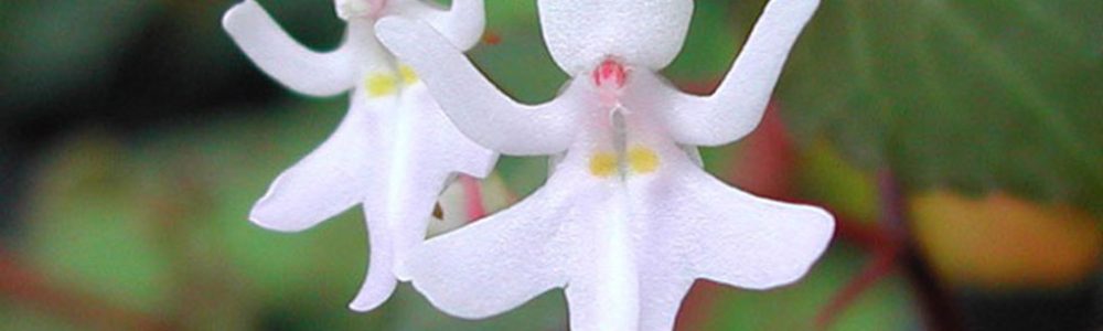 Orquídeas que parecem Bailarina.