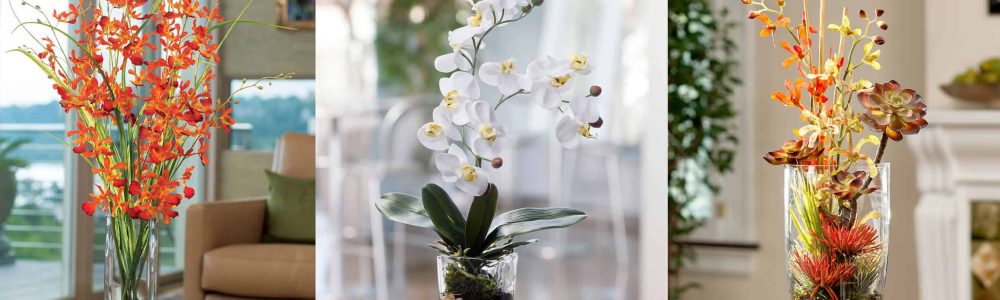 como cuidar de orquídeas em apartamento