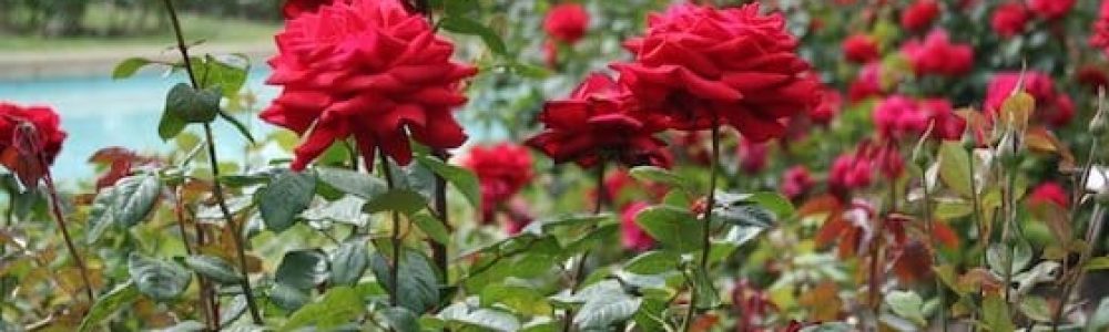 texto como cuidar de rosas