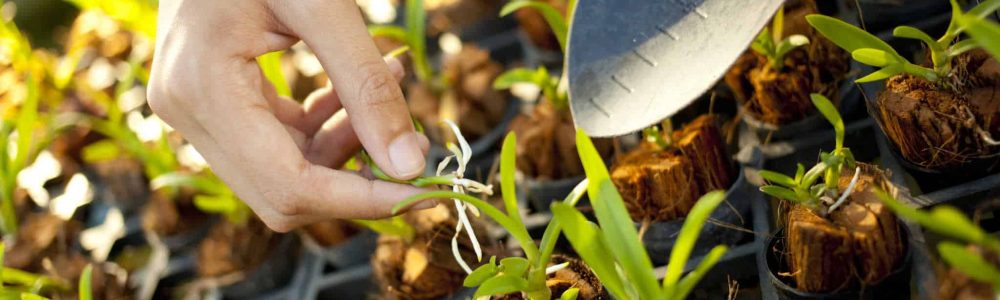 como fazer mudas de orquídeas