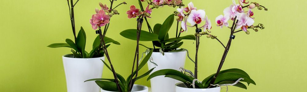 como replantar orquídeas