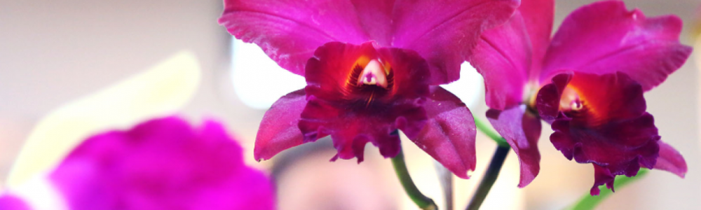 minha orquídea está morrendo