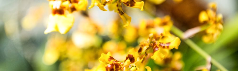 orquidea chuva de ouro