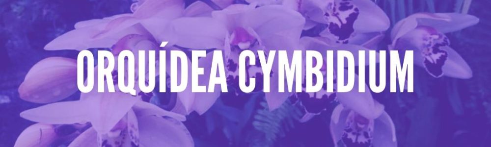 orquidea-cymbidium-01