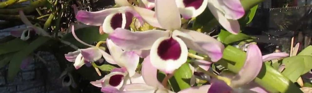 orquídea olho de boneca