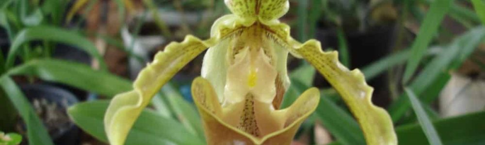 orquídea sapatinho