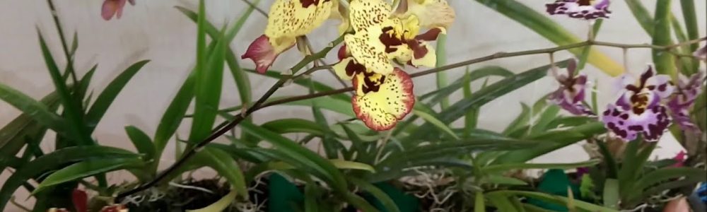 orquídeas em troncos