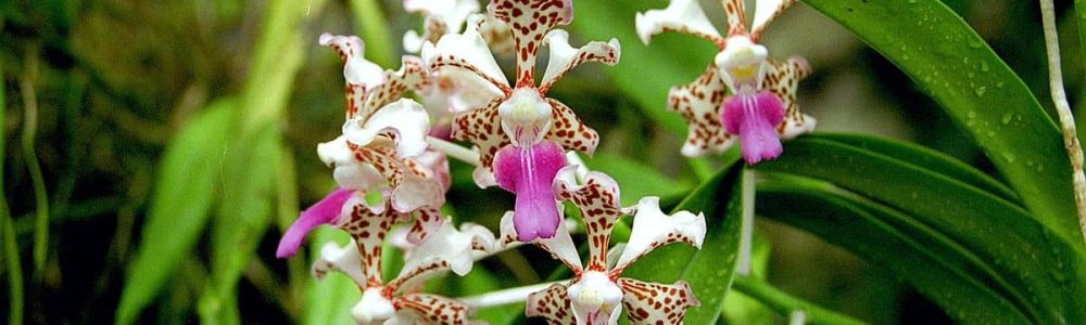 como identificar orquideas pelas folhas