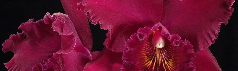 orquídeas vermelhas