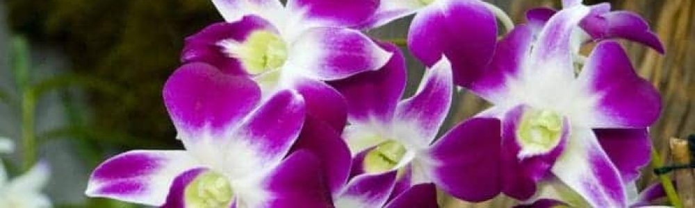 tipos de orquideas