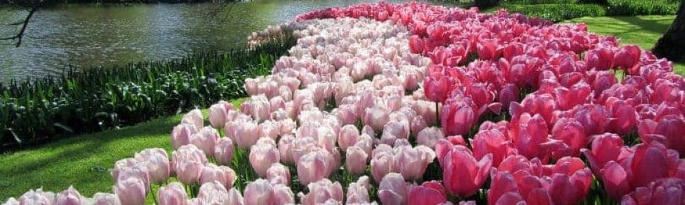 tulips-1395544_960_720-810x455